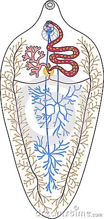 Structure of reproductive system of Sheep liver fluke Fasciola hepatica Vector Illustration